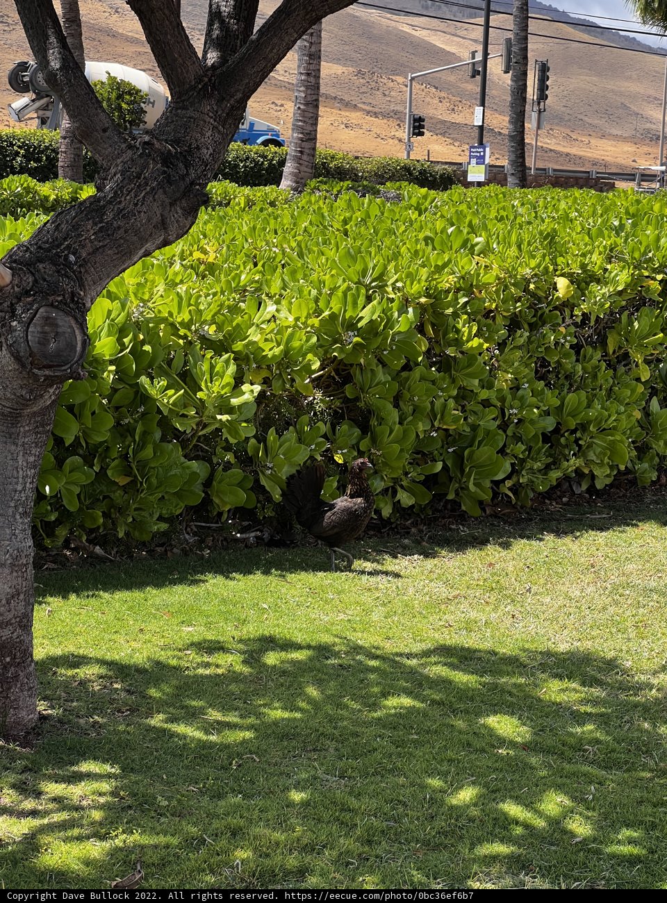 A Majestic Black Bear in the Park