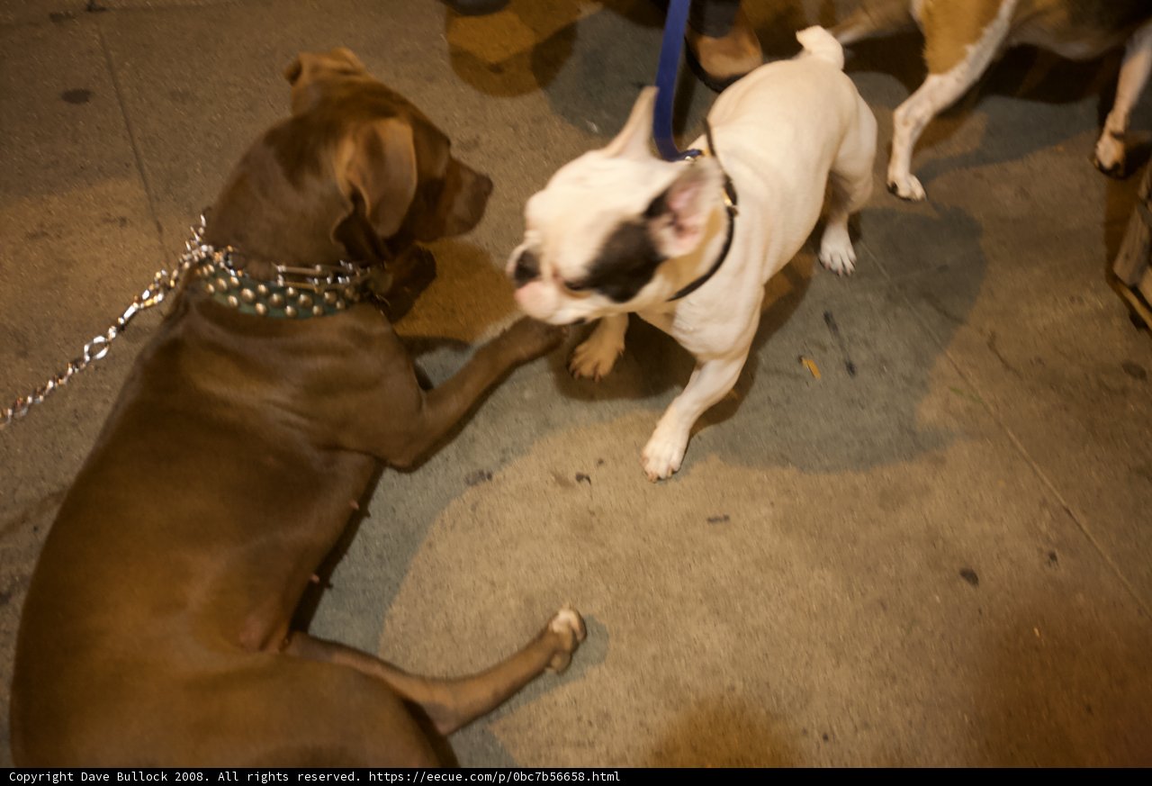 Playtime with Pups