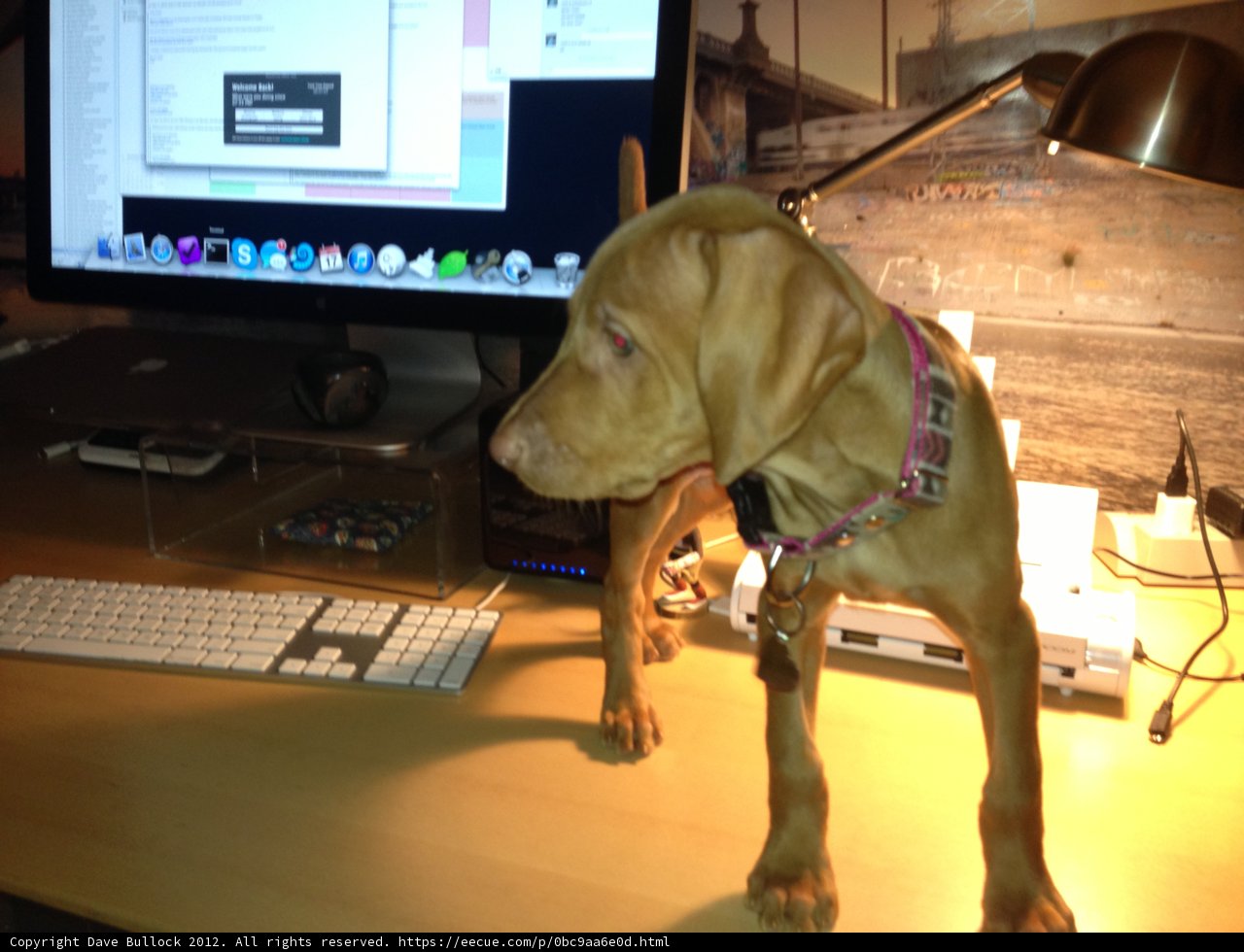 Tech-Savvy Pup