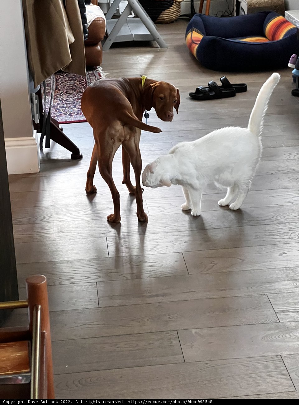 Playtime in the Living Room