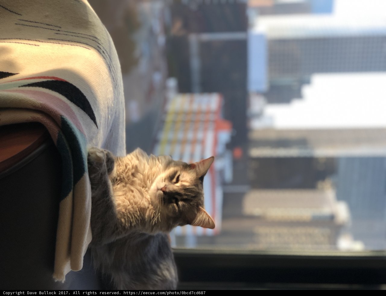 Urban Feline Observer