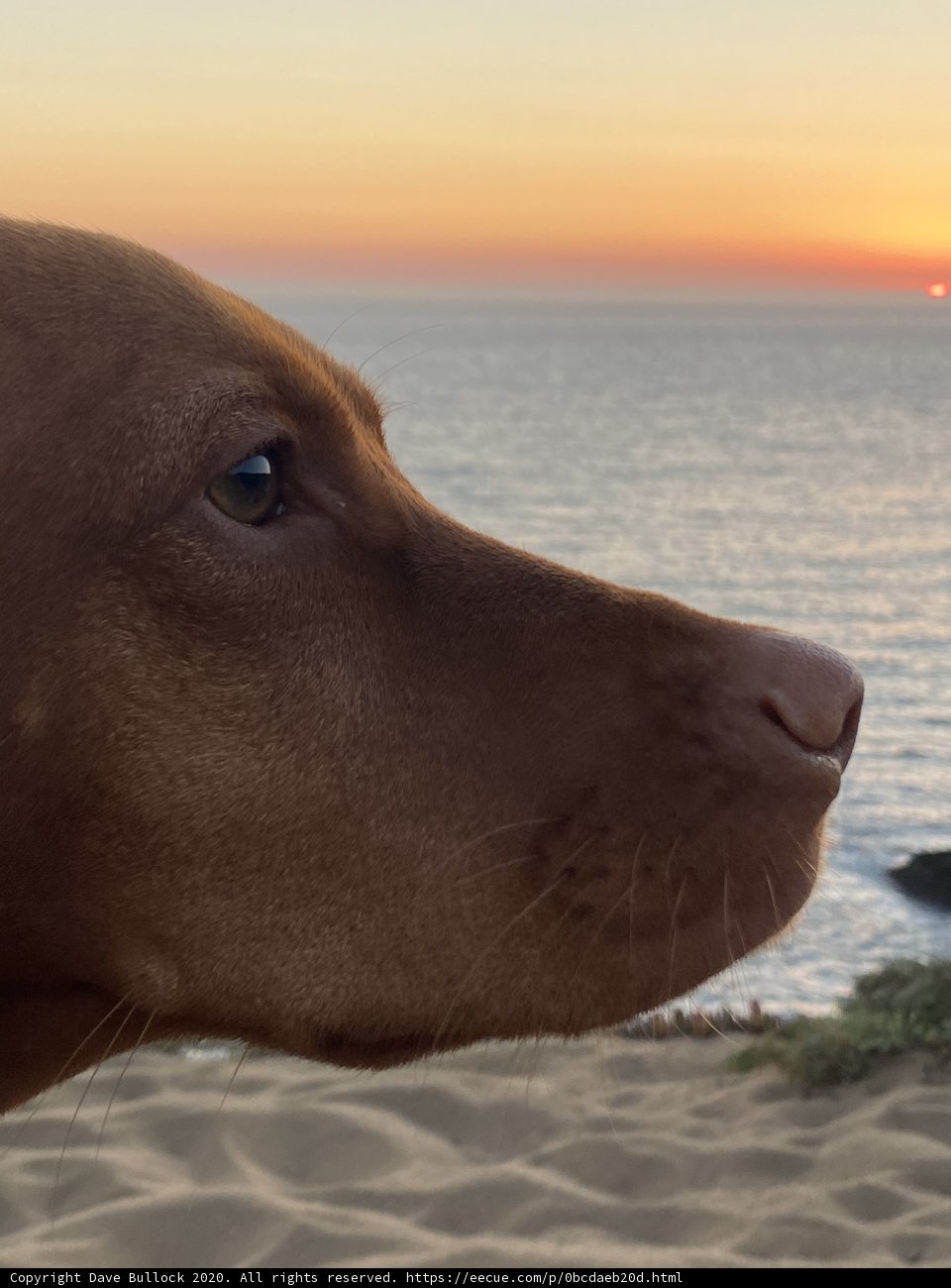 Sunset Serenade with my Canine Companion
