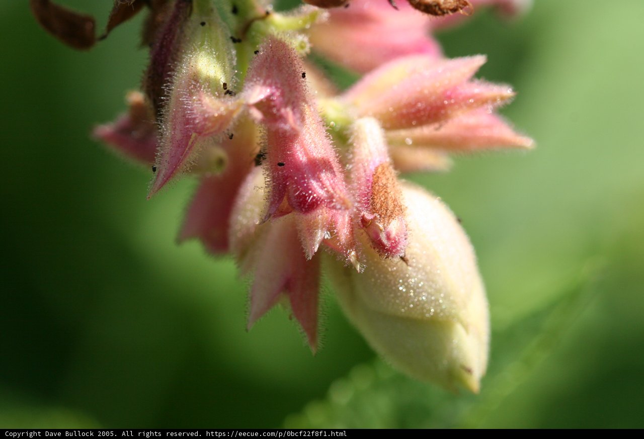 Geranium Bud Up Close
