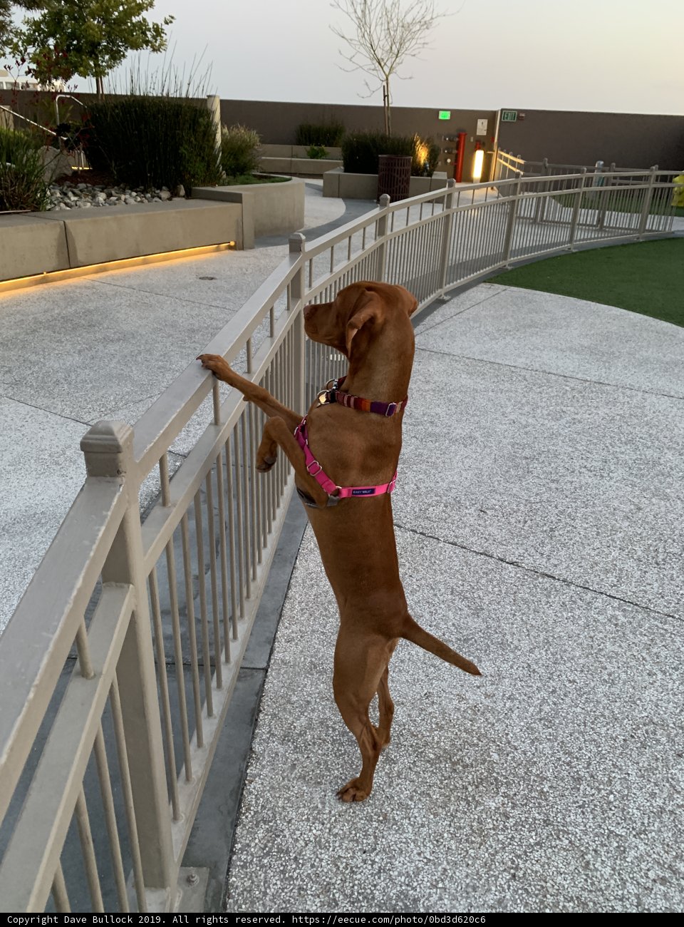 Canine on the Rails