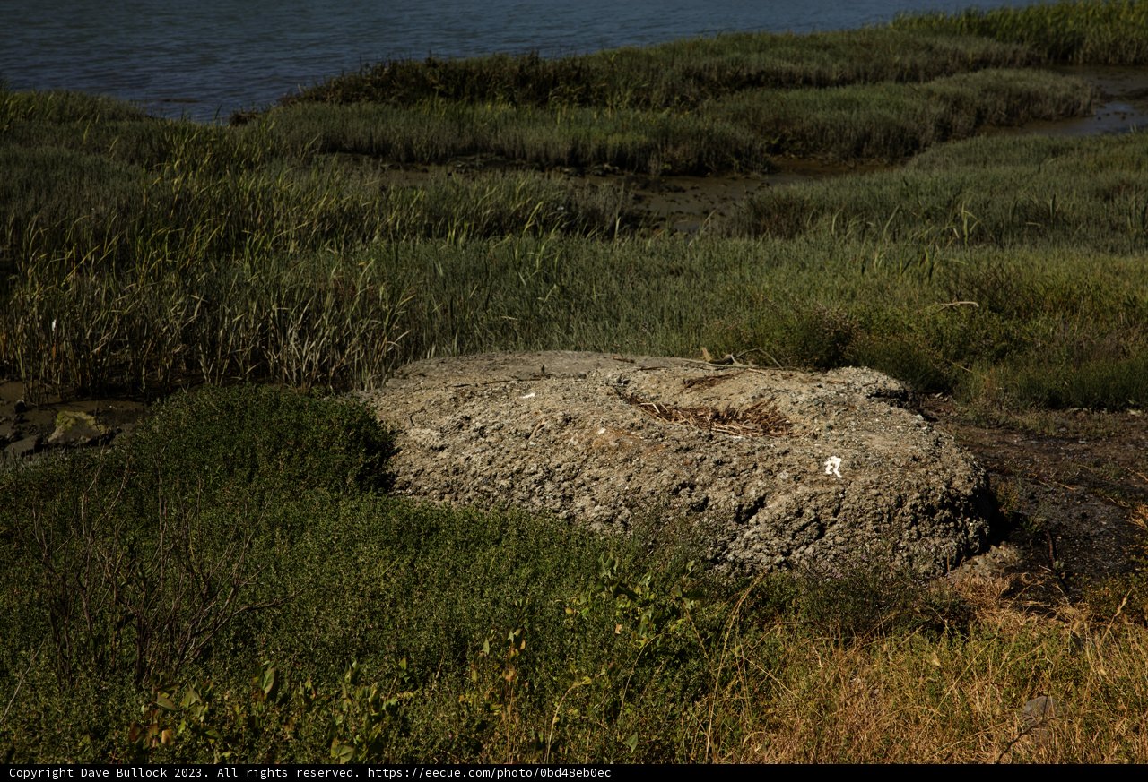 Solitary Sentinel of the Field
