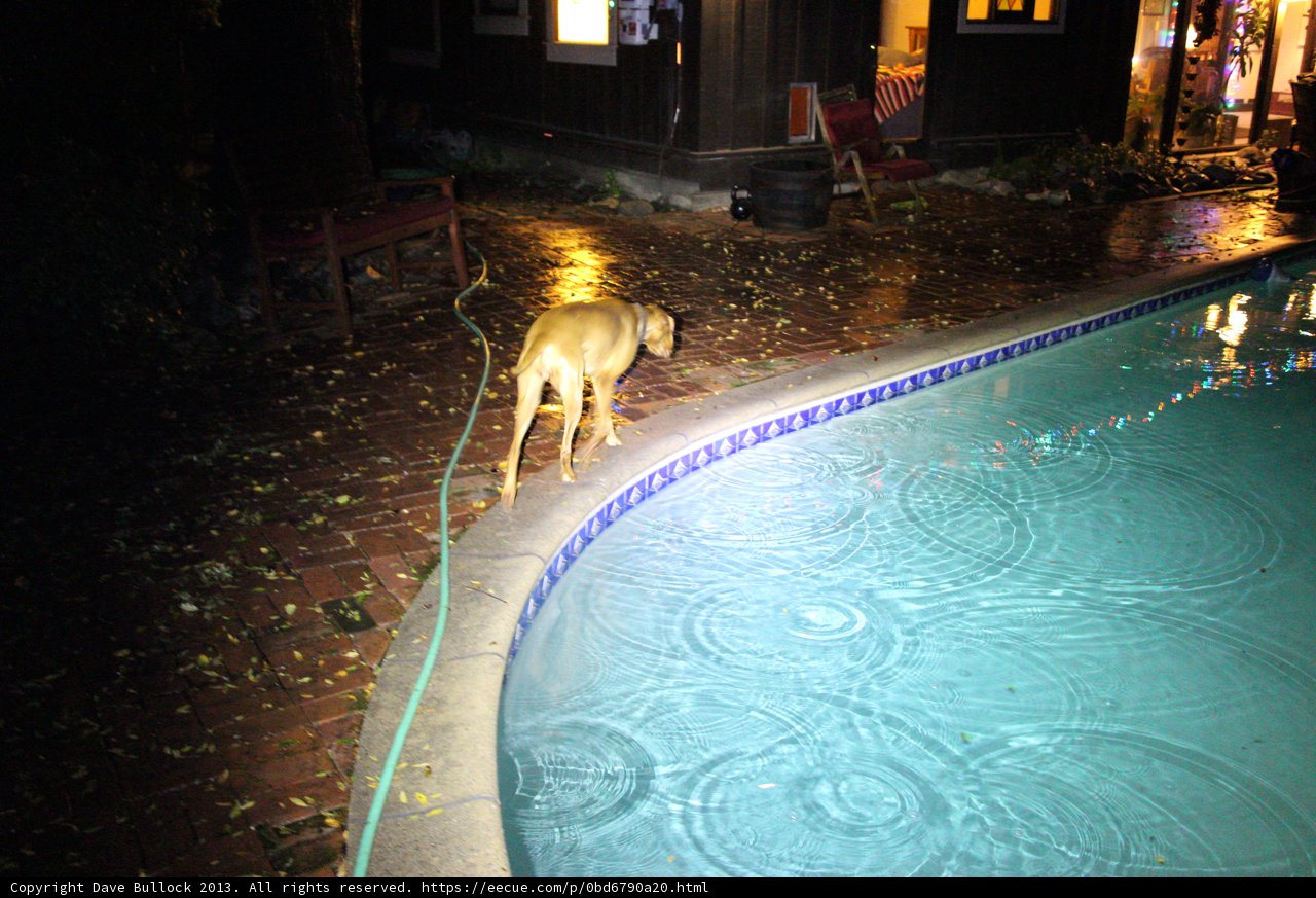 Nighttime Pool Pup