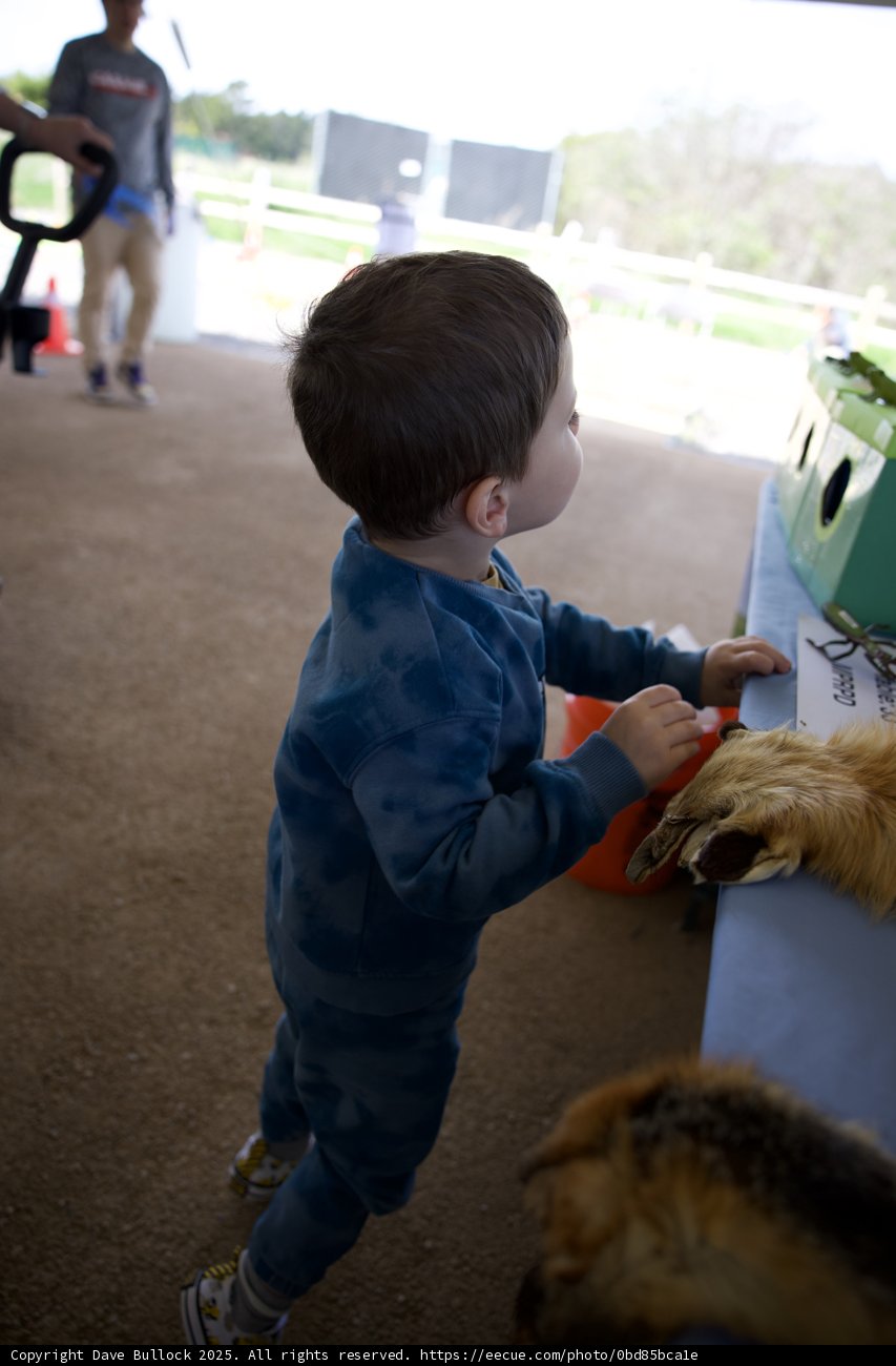 Curious Minds and Canine Companions