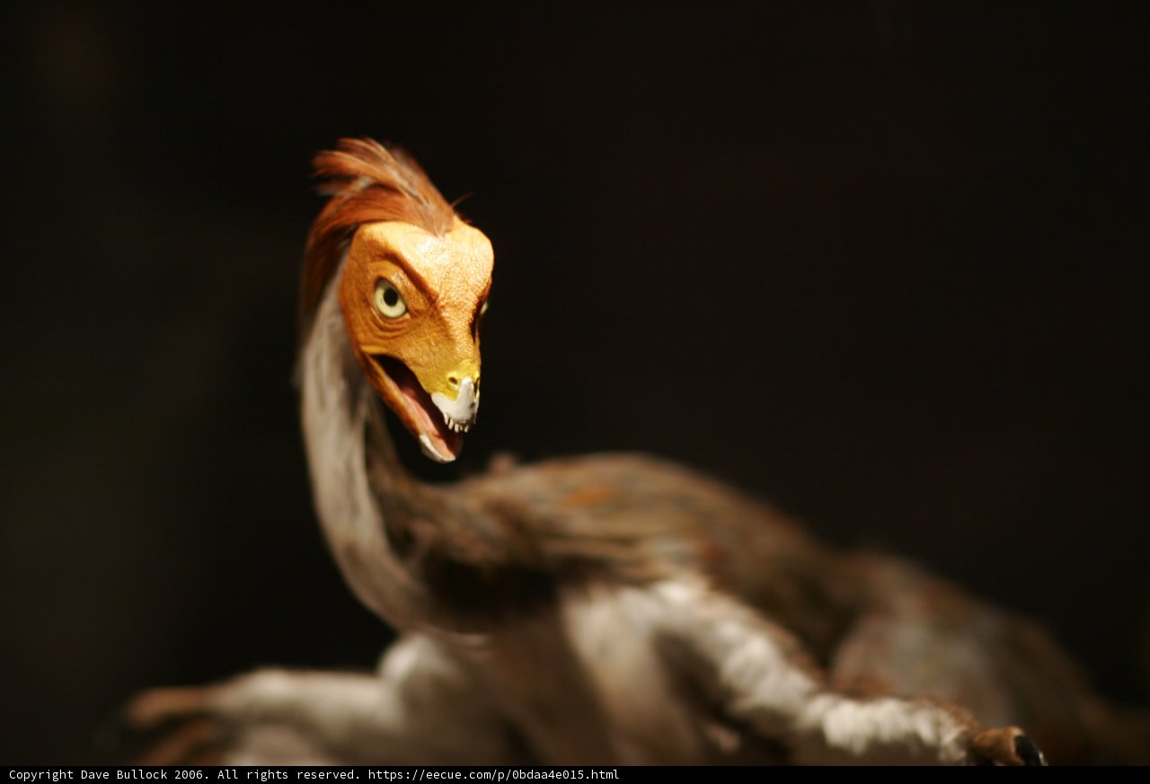 Majestic Vulture
