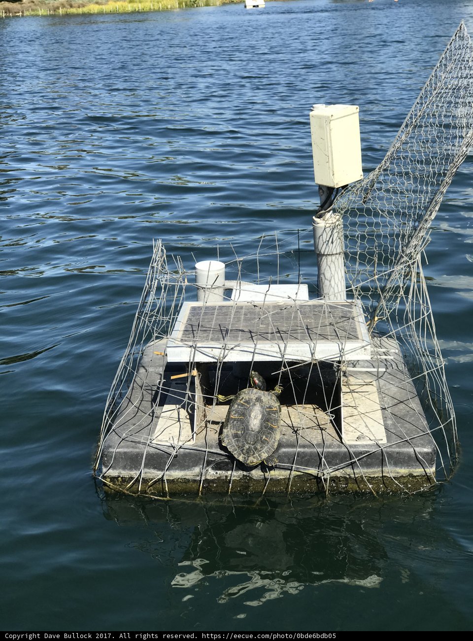 Turtle on a Boat in the Water