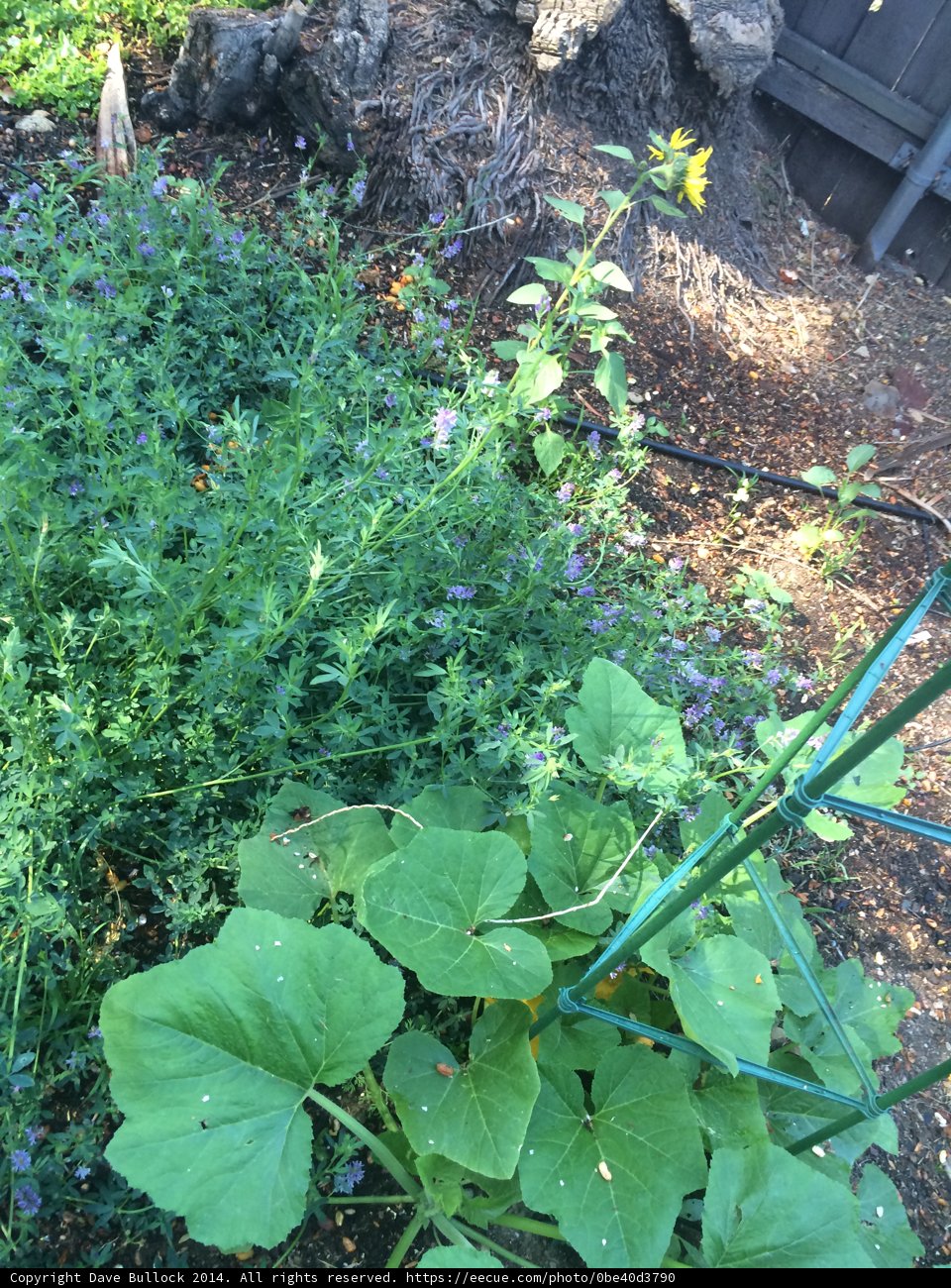 Herbal Haven