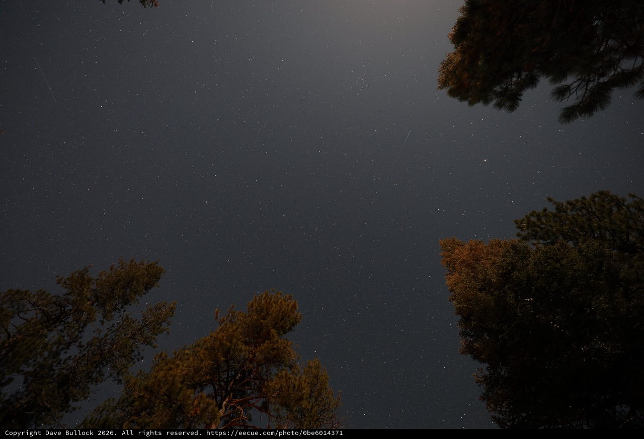 Starry Night Sky Over Pine Forest Canopy