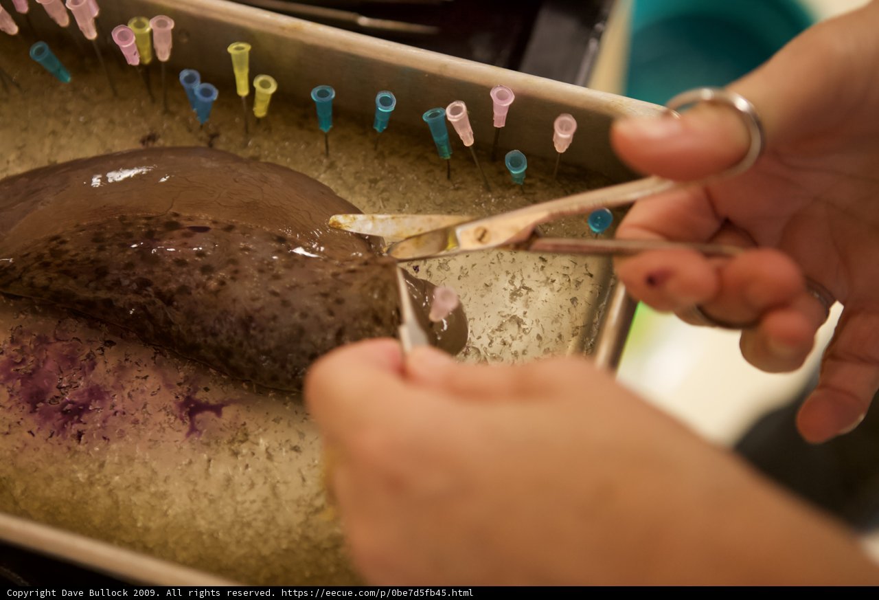 Cutting Halibut with Scissors