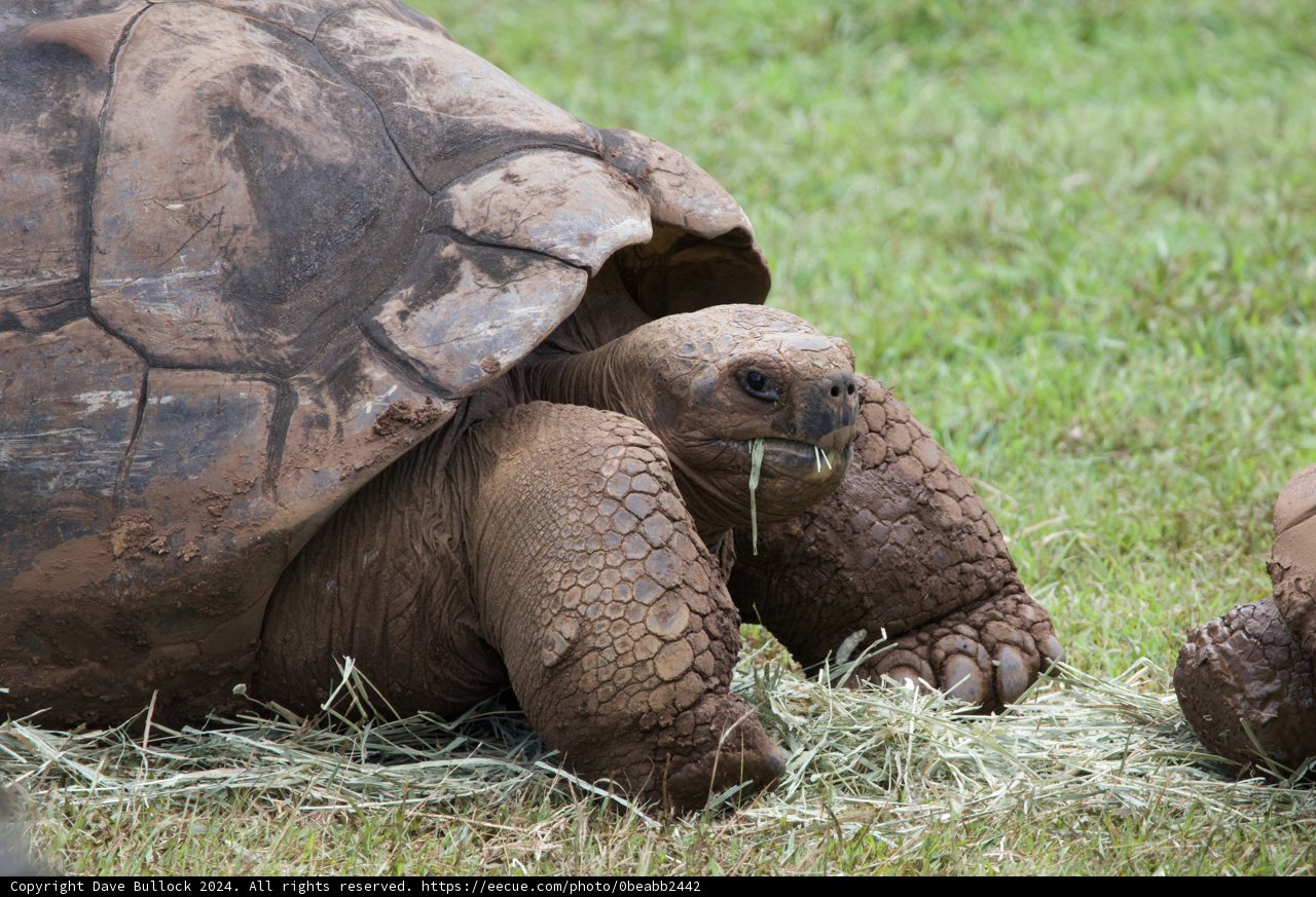 Leisurely Lunch at the Honolulu Zoo