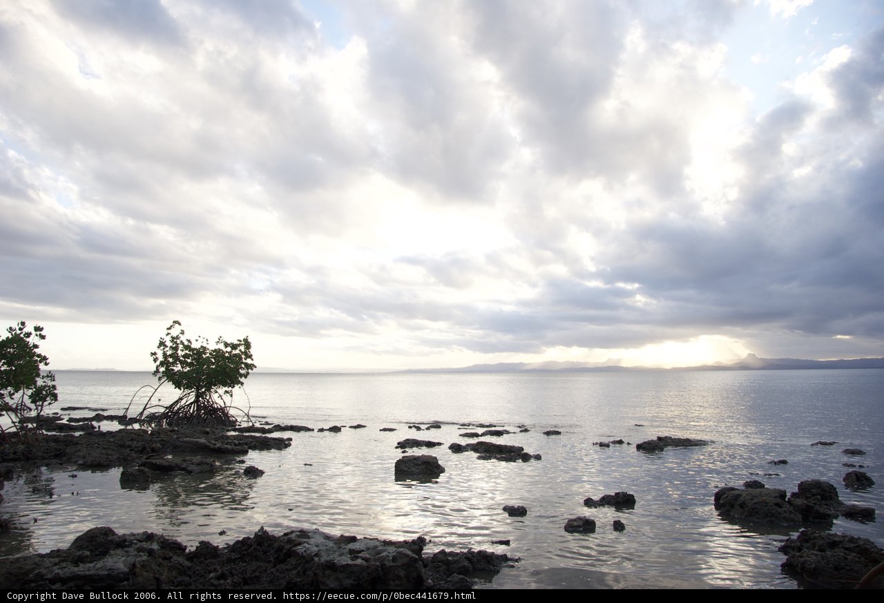 Solitude in the Mangroves