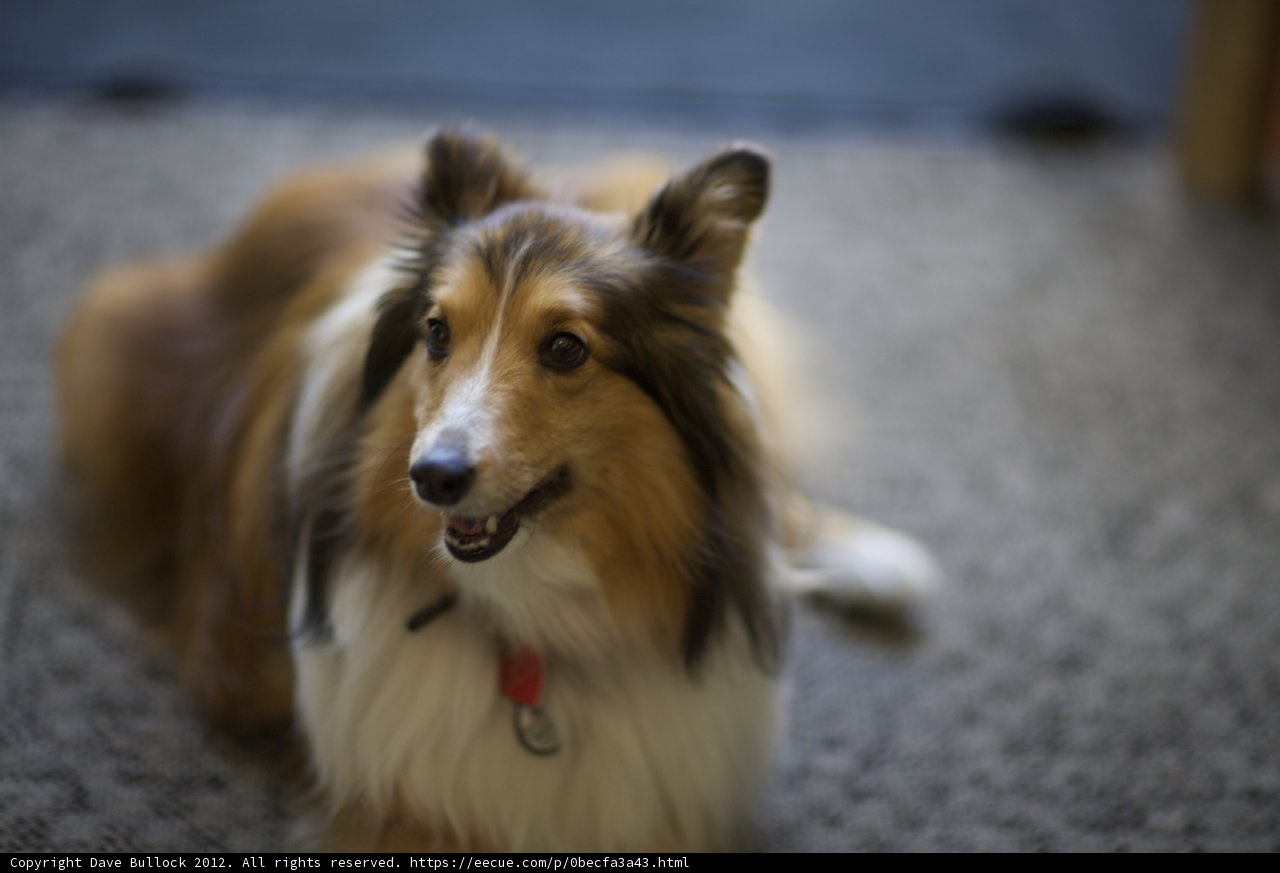 The Beloved Collie