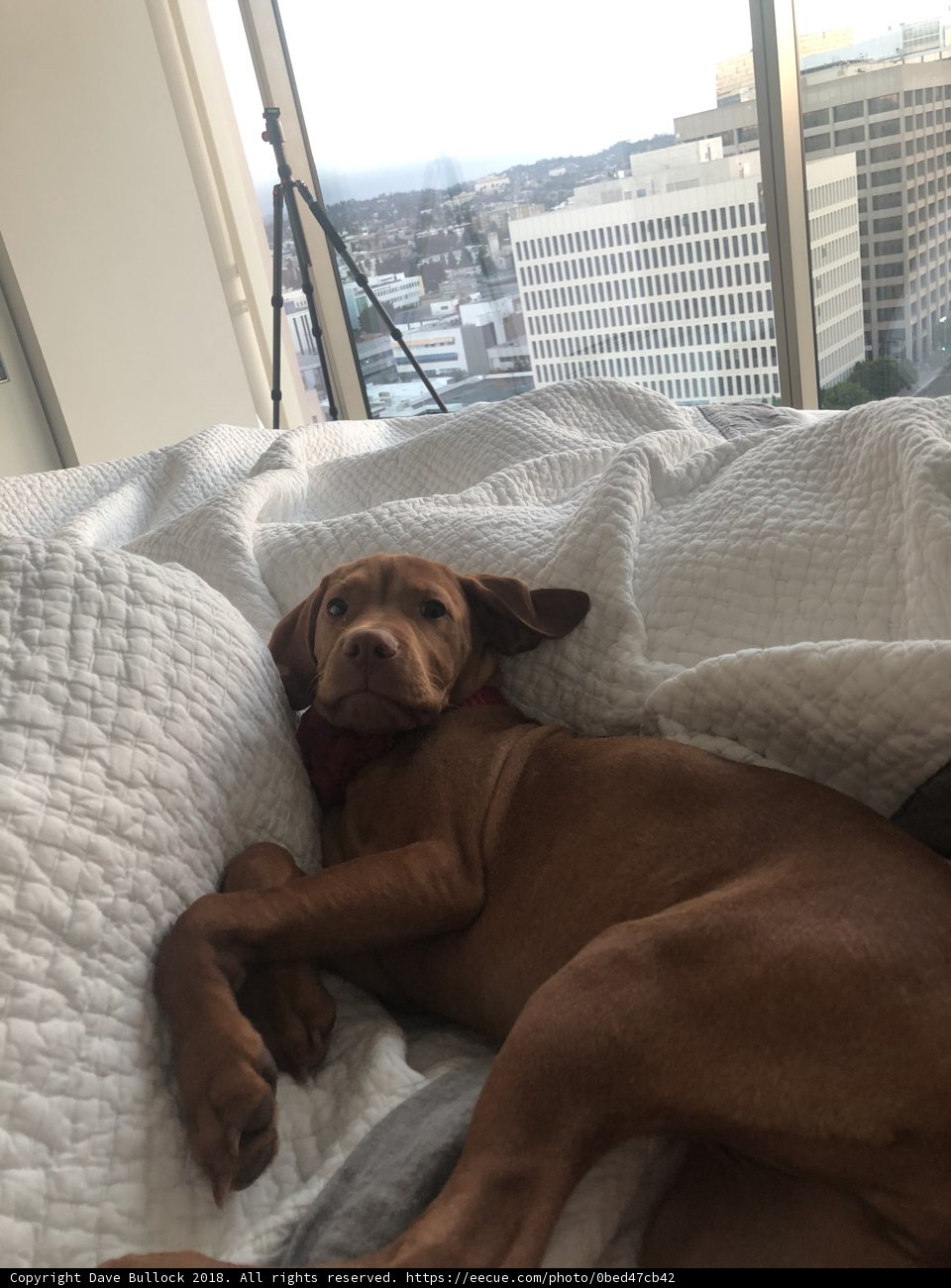 Cozy city pup: resting on linen bed with blanket