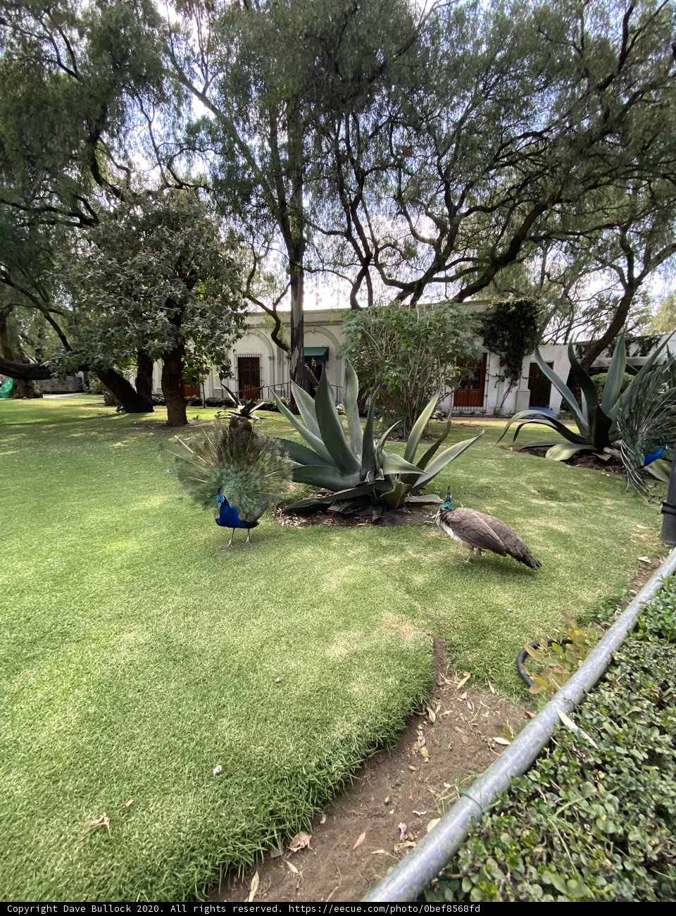 A Serene Backyard in Xochimilco