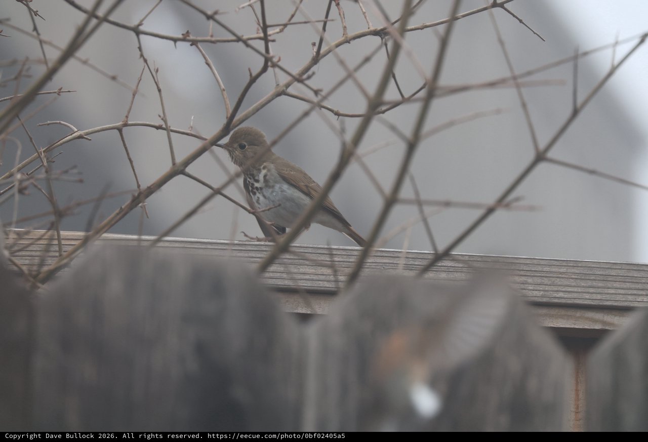 Hermit Thrush Perched Among Winter Branches