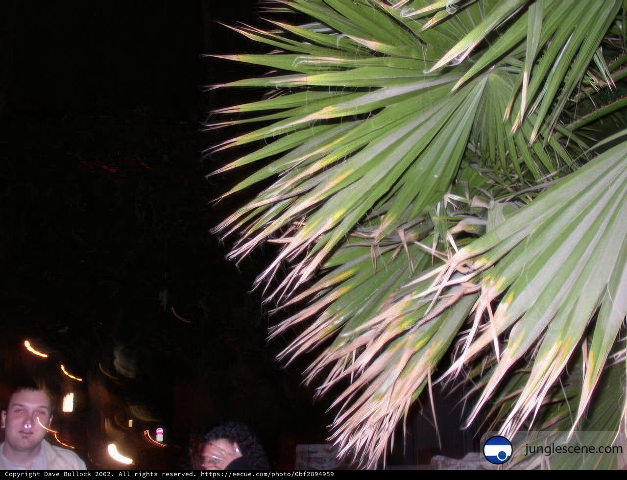 Two People Next to a Majestic Palm Tree
