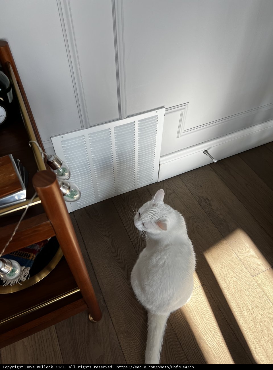 White Cat in Wooden Surroundings