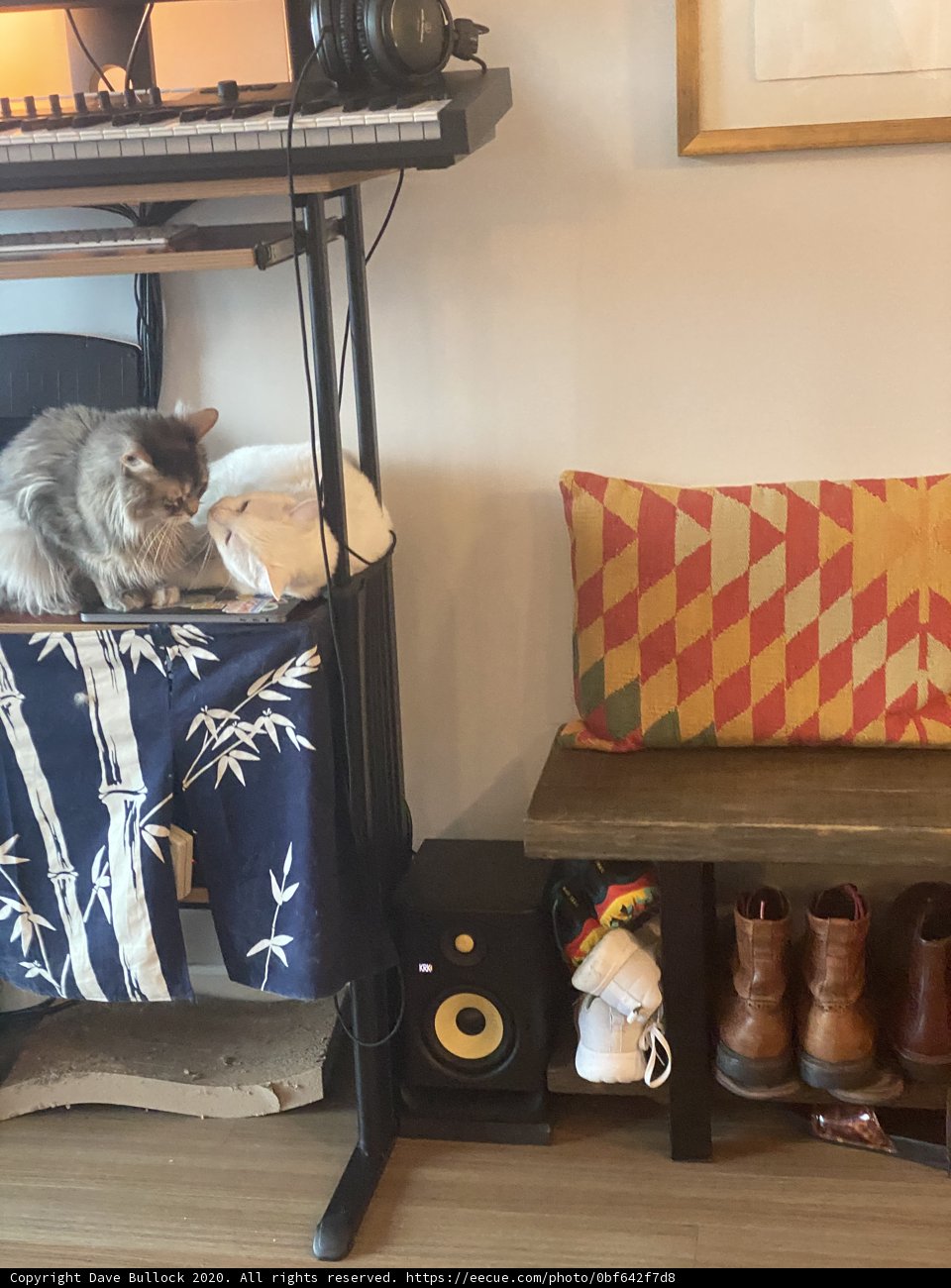 The Feline Musician
