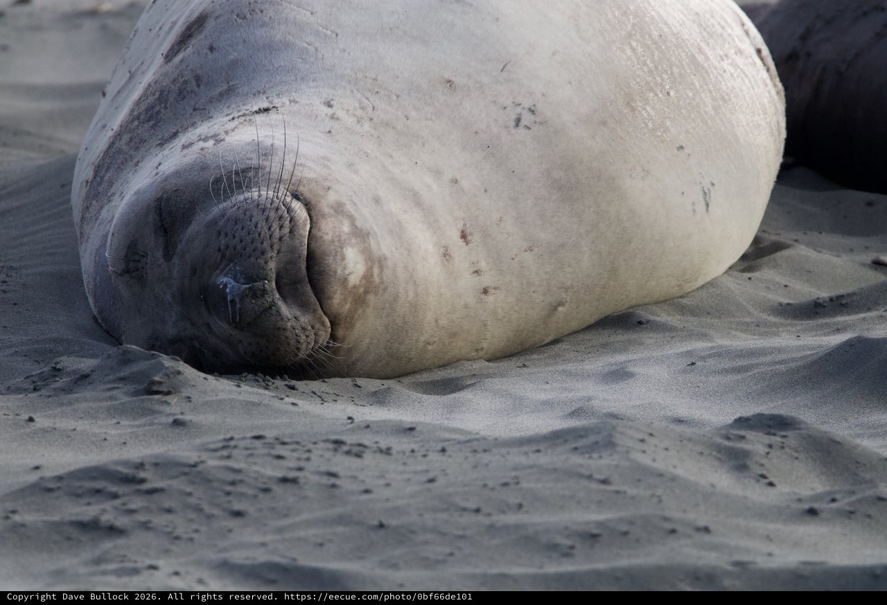 Resting Elephant Seal Pup on Sandy Beach