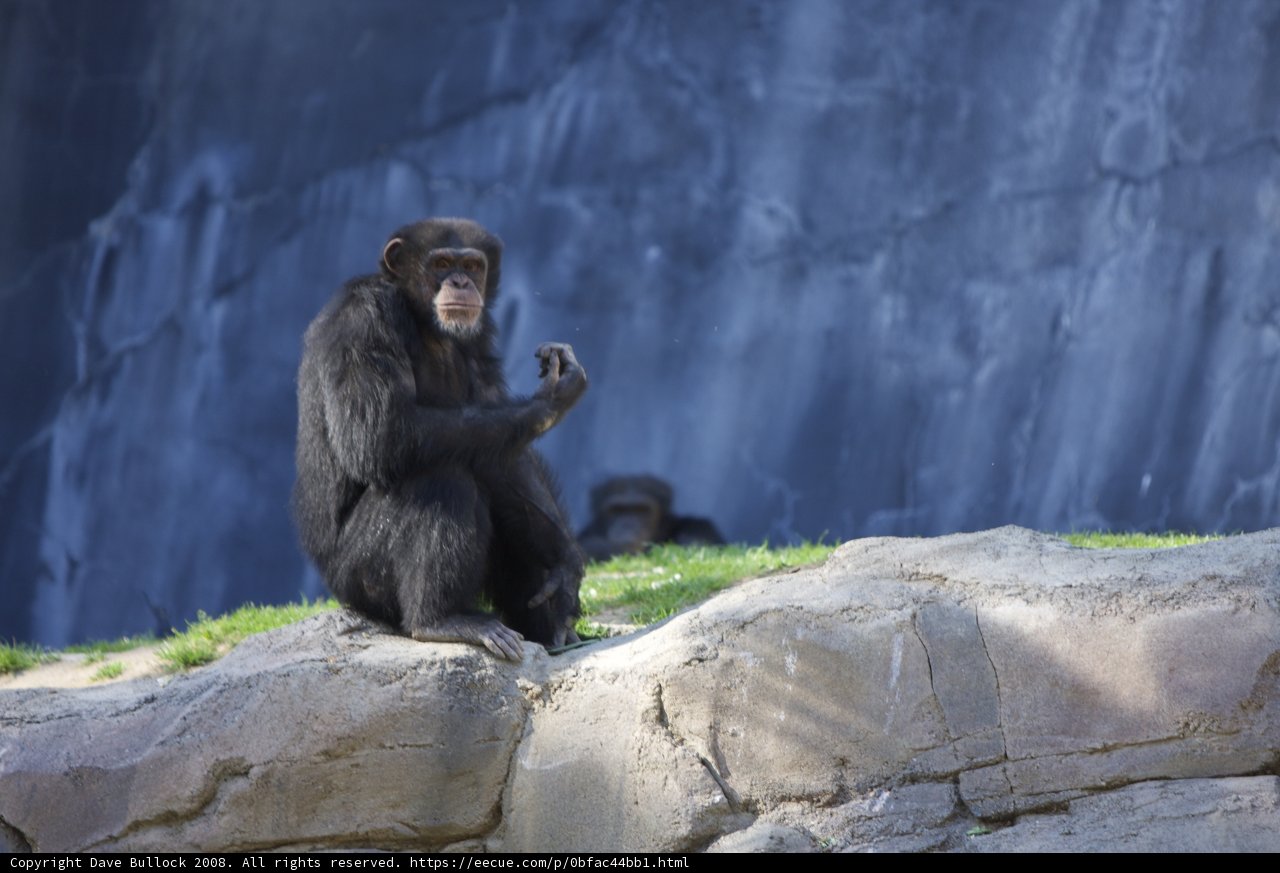 A Chimpanzee on the Rocks