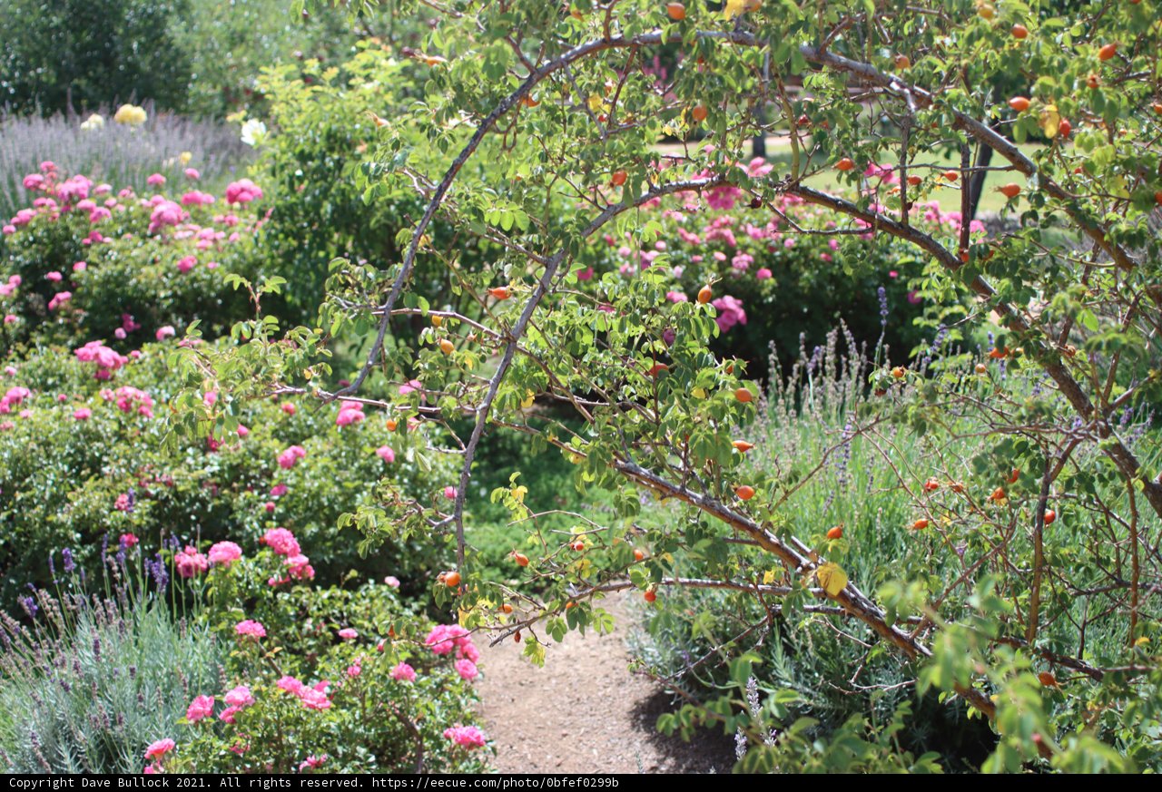 A Colorful Garden Oasis