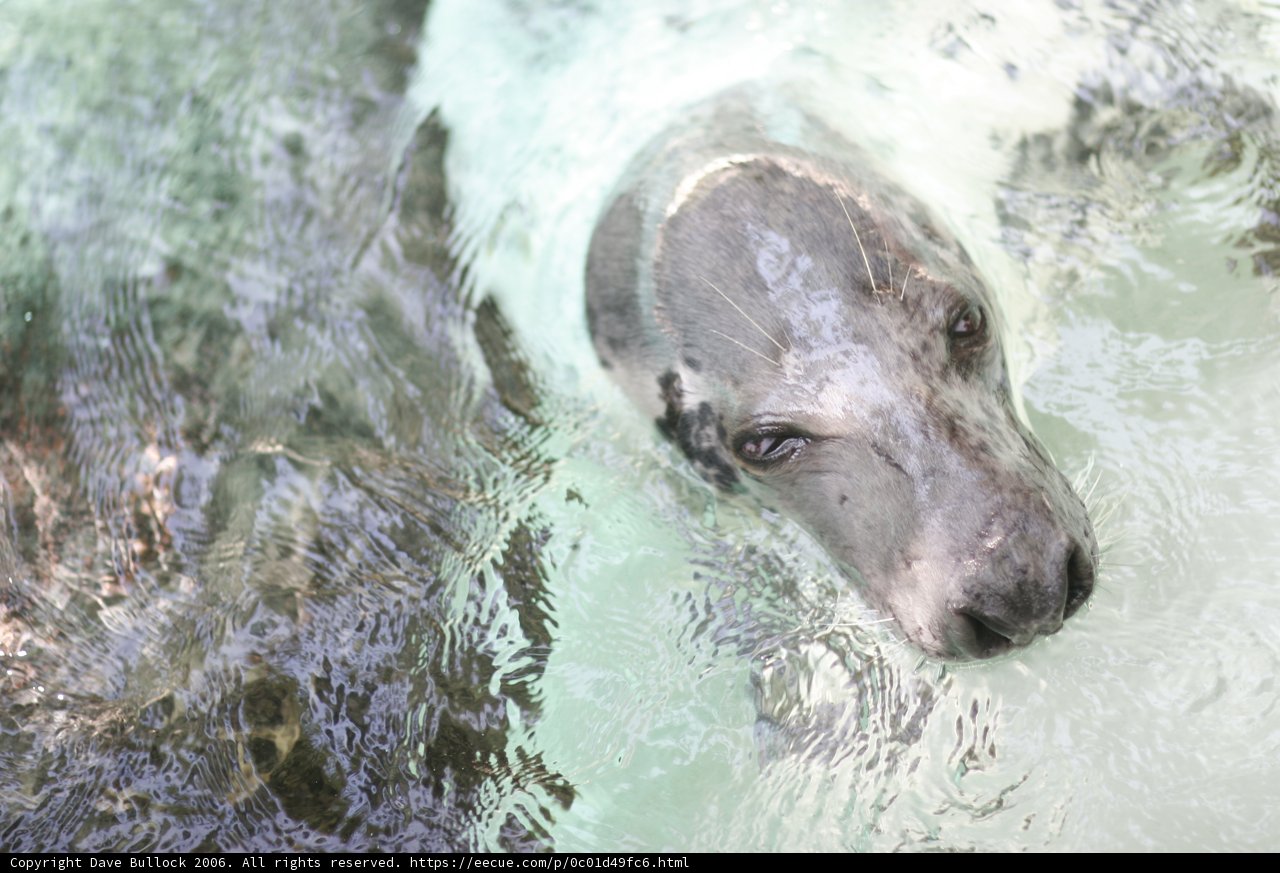 Playful Seal in the Sea