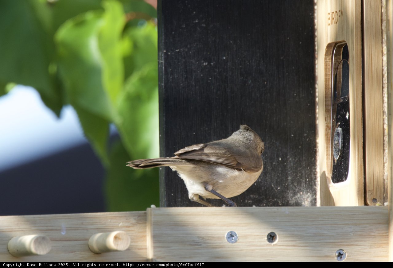 Curious Encounter at the Feeder