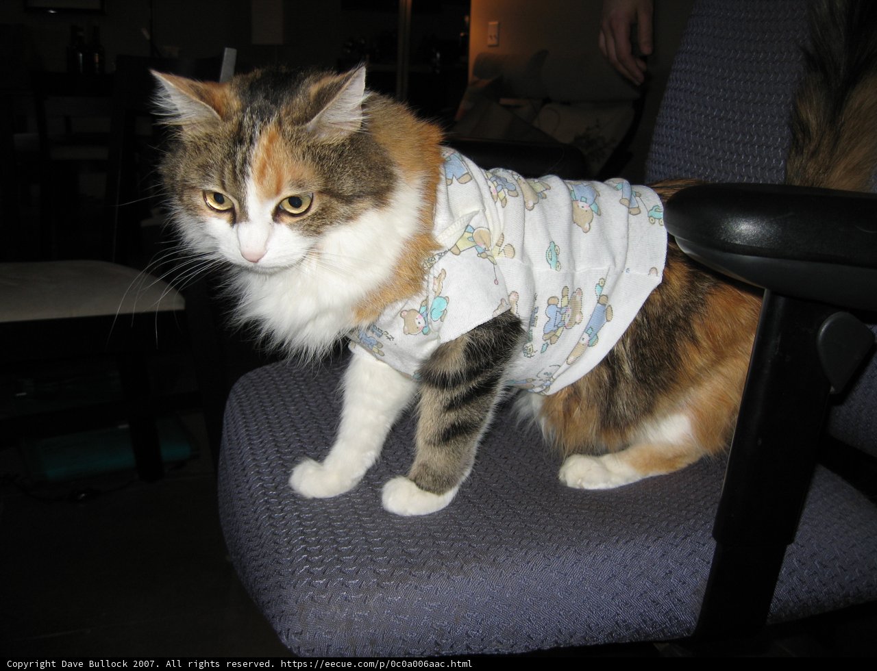 Feline Fashionista