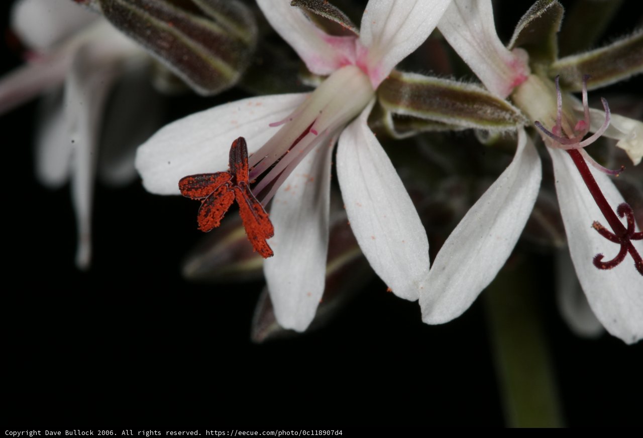 Red and White Flower Close-Up