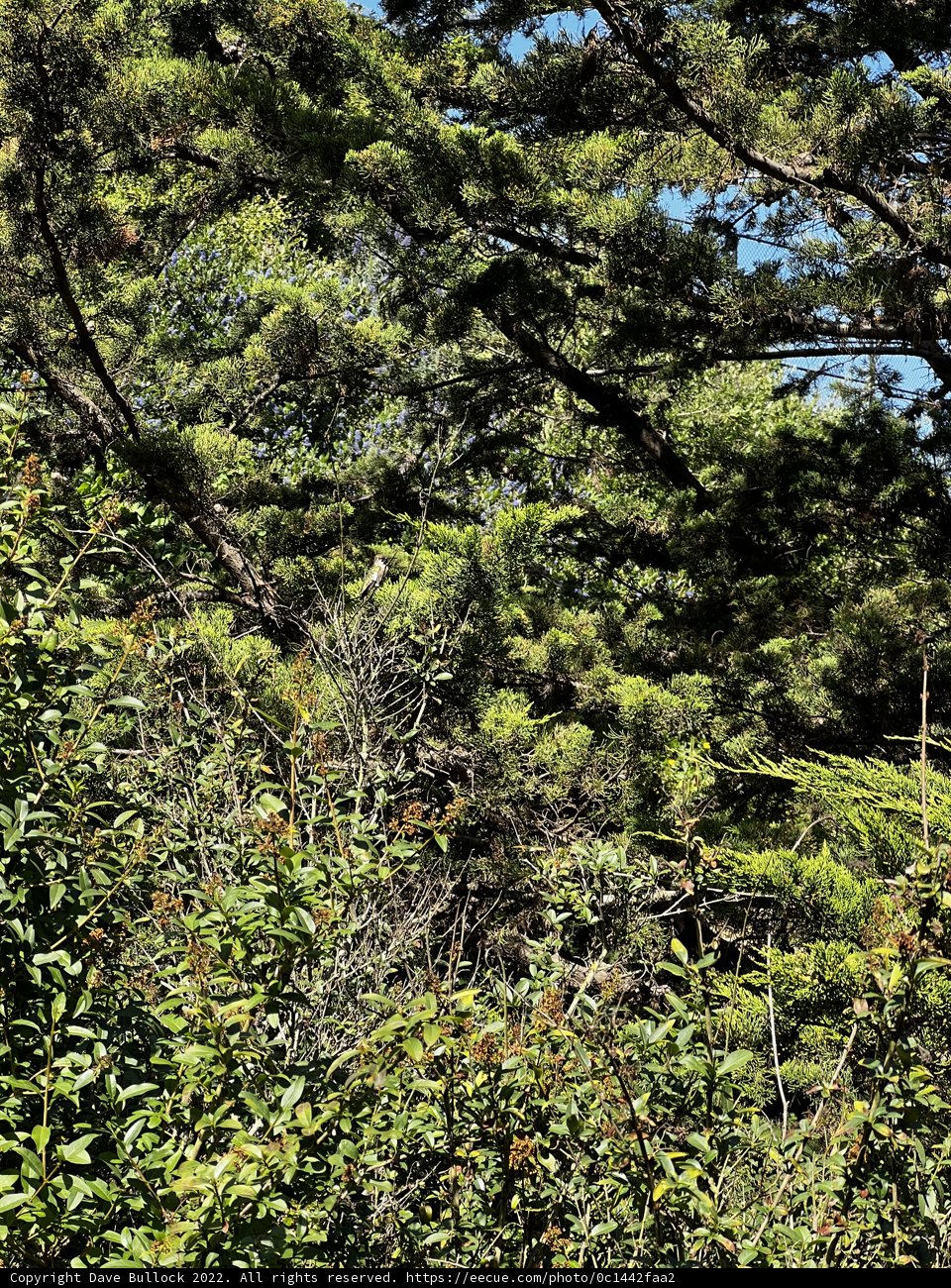 Forest Stop