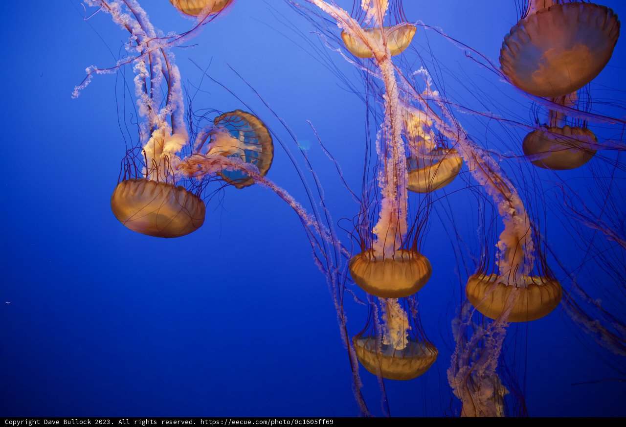 Mystical Dance of the Jellyfish