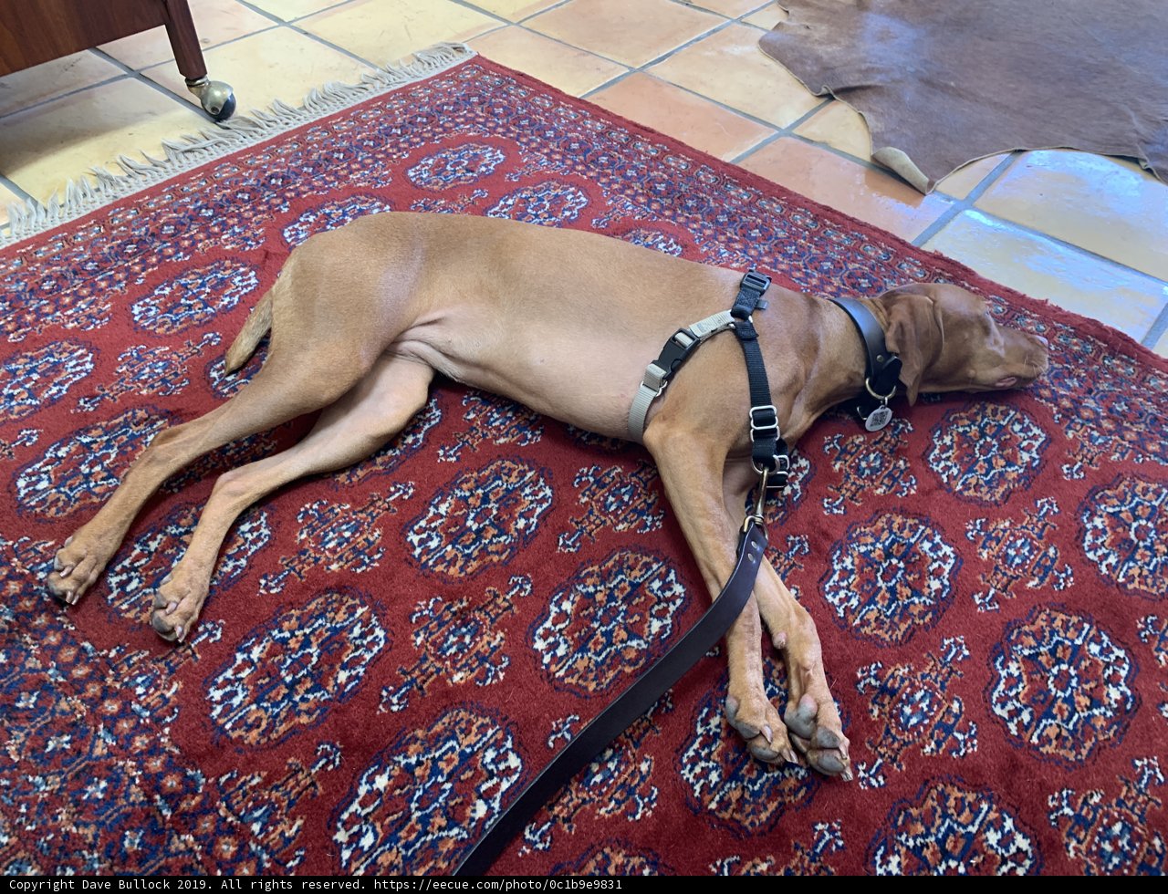 Canine Chic