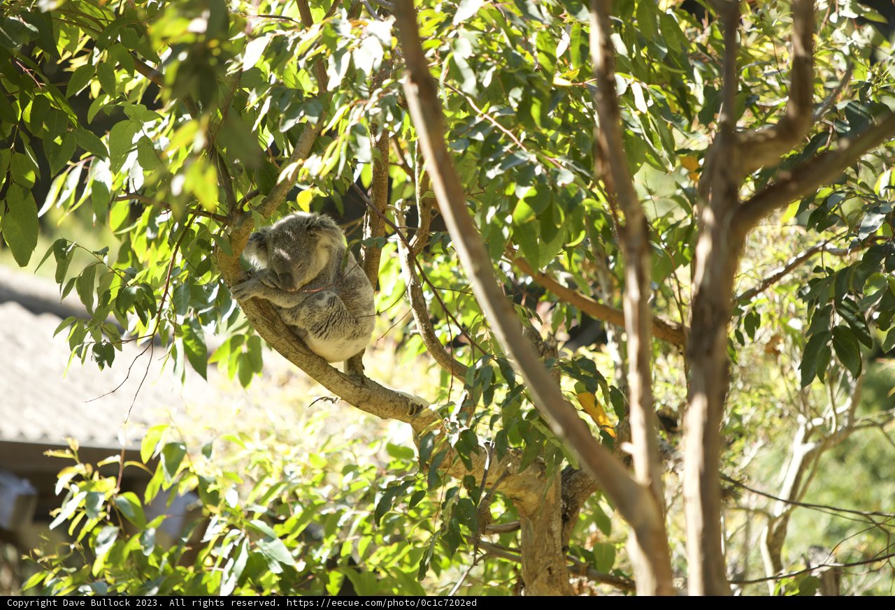 Koala Chronicles at SF Zoo, 2023