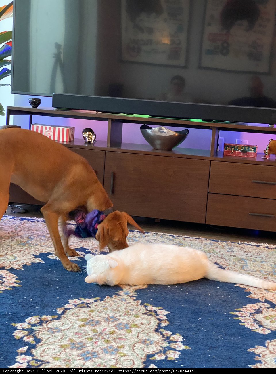 Animal Friends