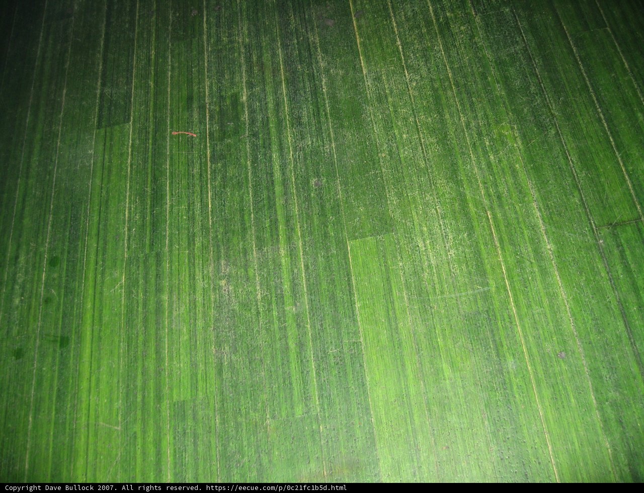 Green Leaf Texture on Wooden Floor