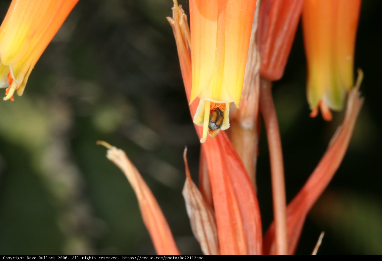 Pollen Perch