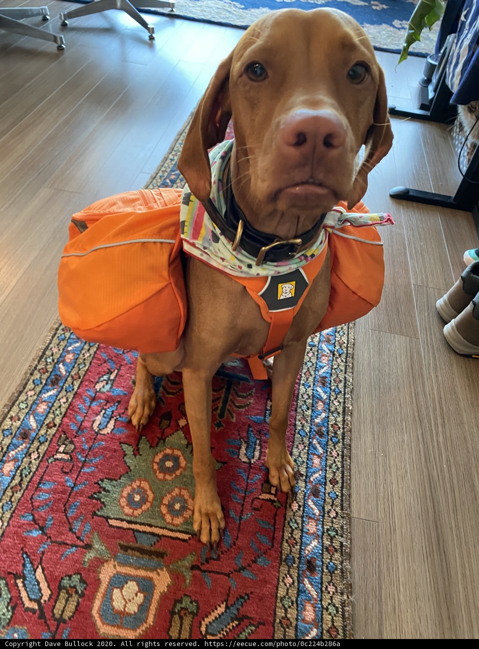 Pooch on a Mission