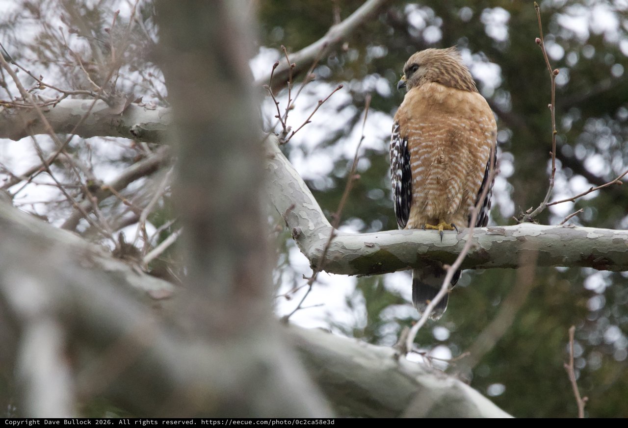 Red-Shouldered Hawk Perched on Winter Branch