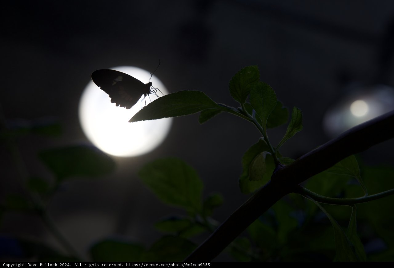 Moonlit Silhouette: A Nocturnal Encounter