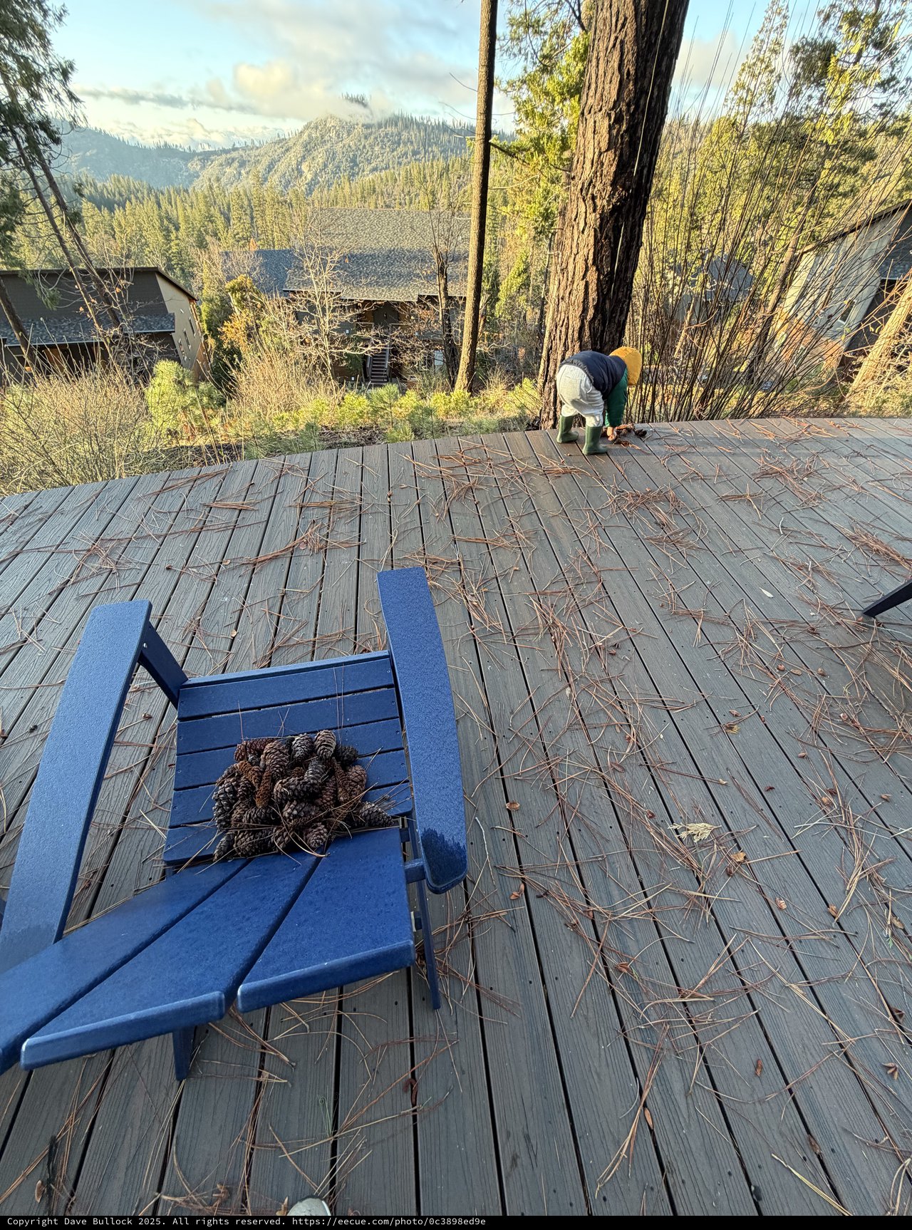 Child Explores Pine-Covered Deck in Mountain Forest