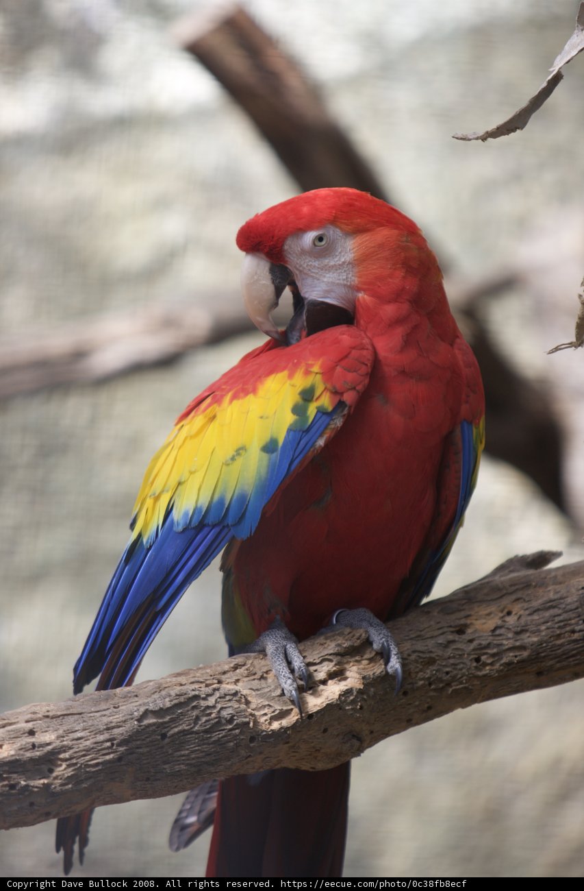 Beautiful Macaw on Branch