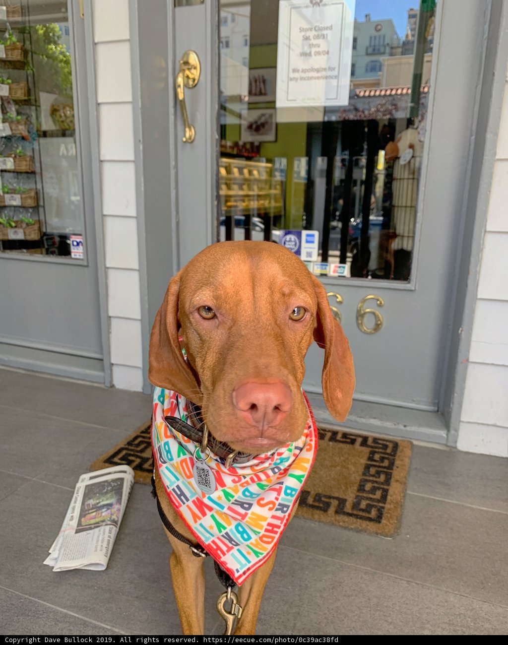 Colorful Canine Fashion