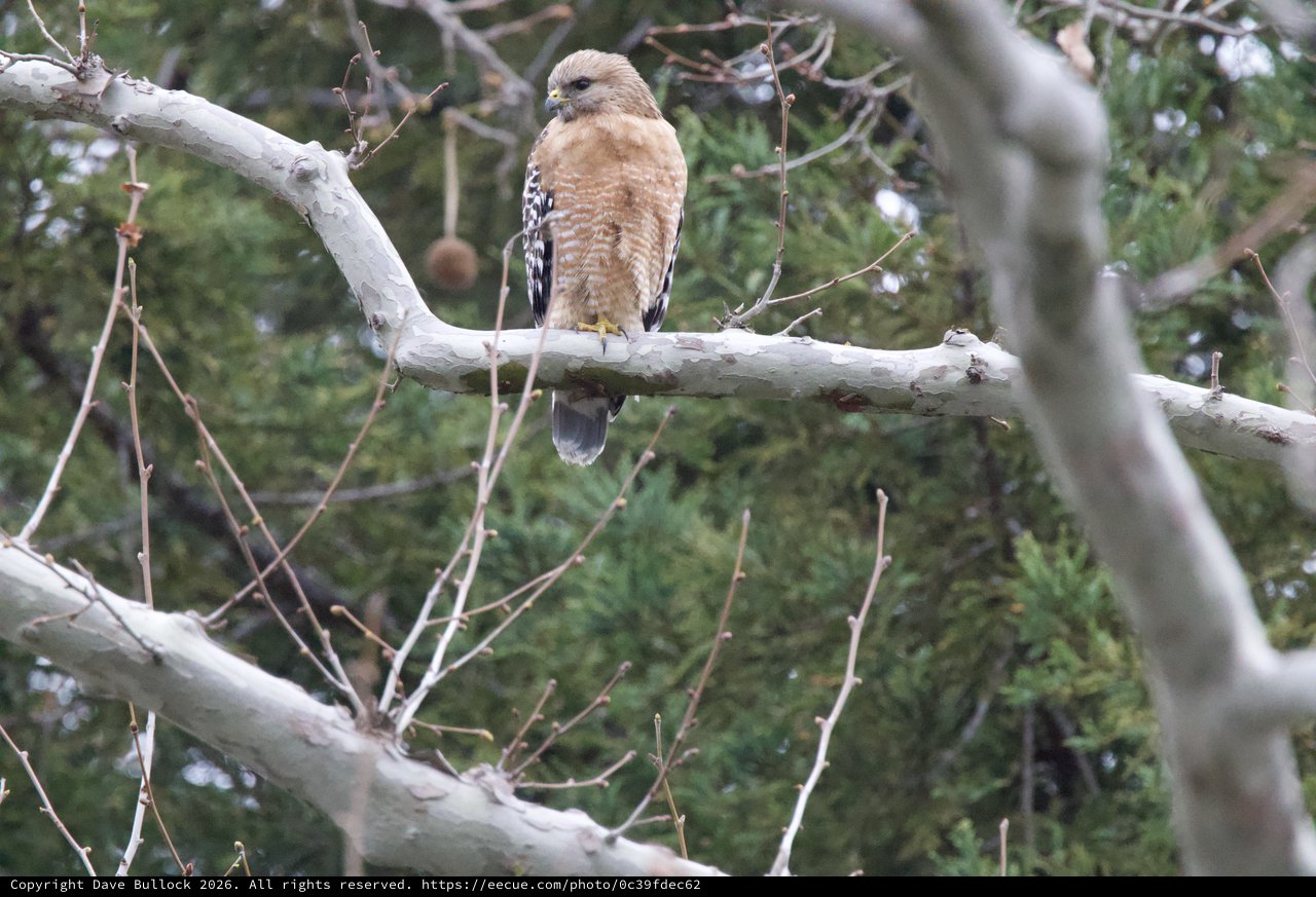 Red-shouldered Hawk Perched on Winter Branch