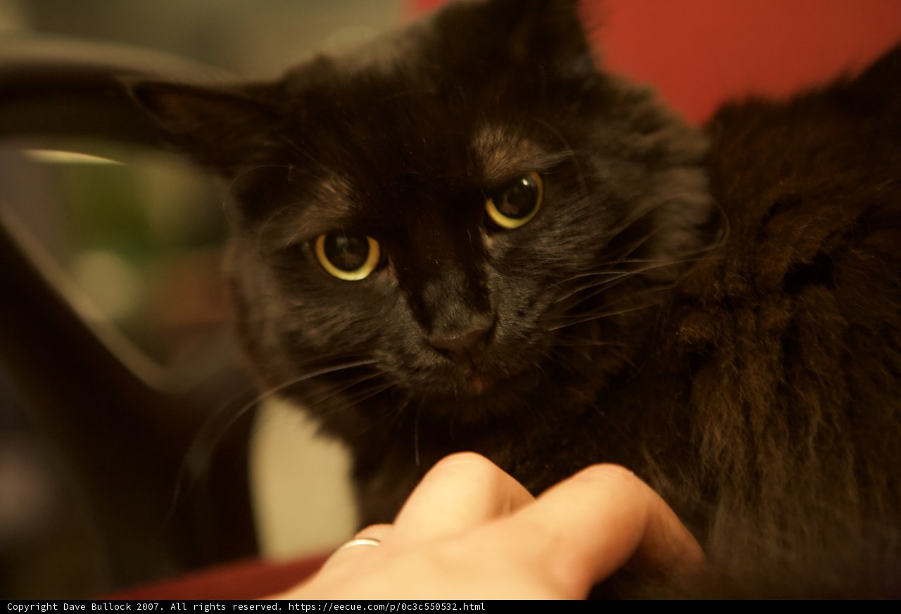 Midnight Stare