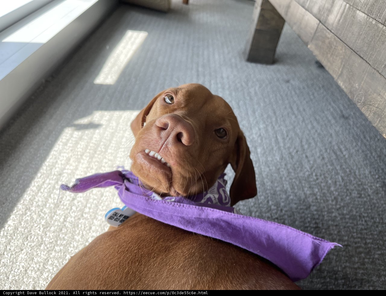 Regal Pup in Purple Scarf