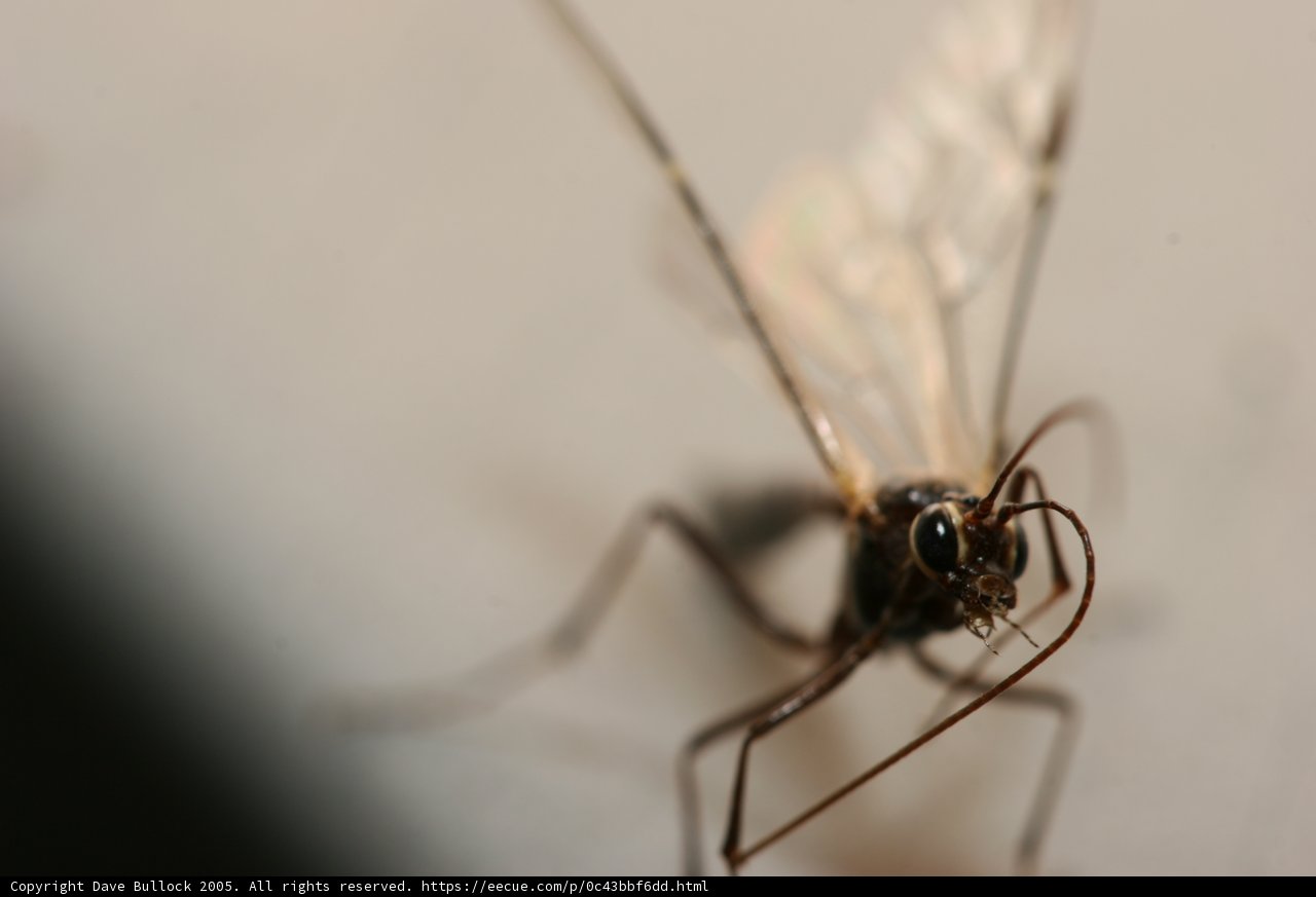 Long-legged Mosquito