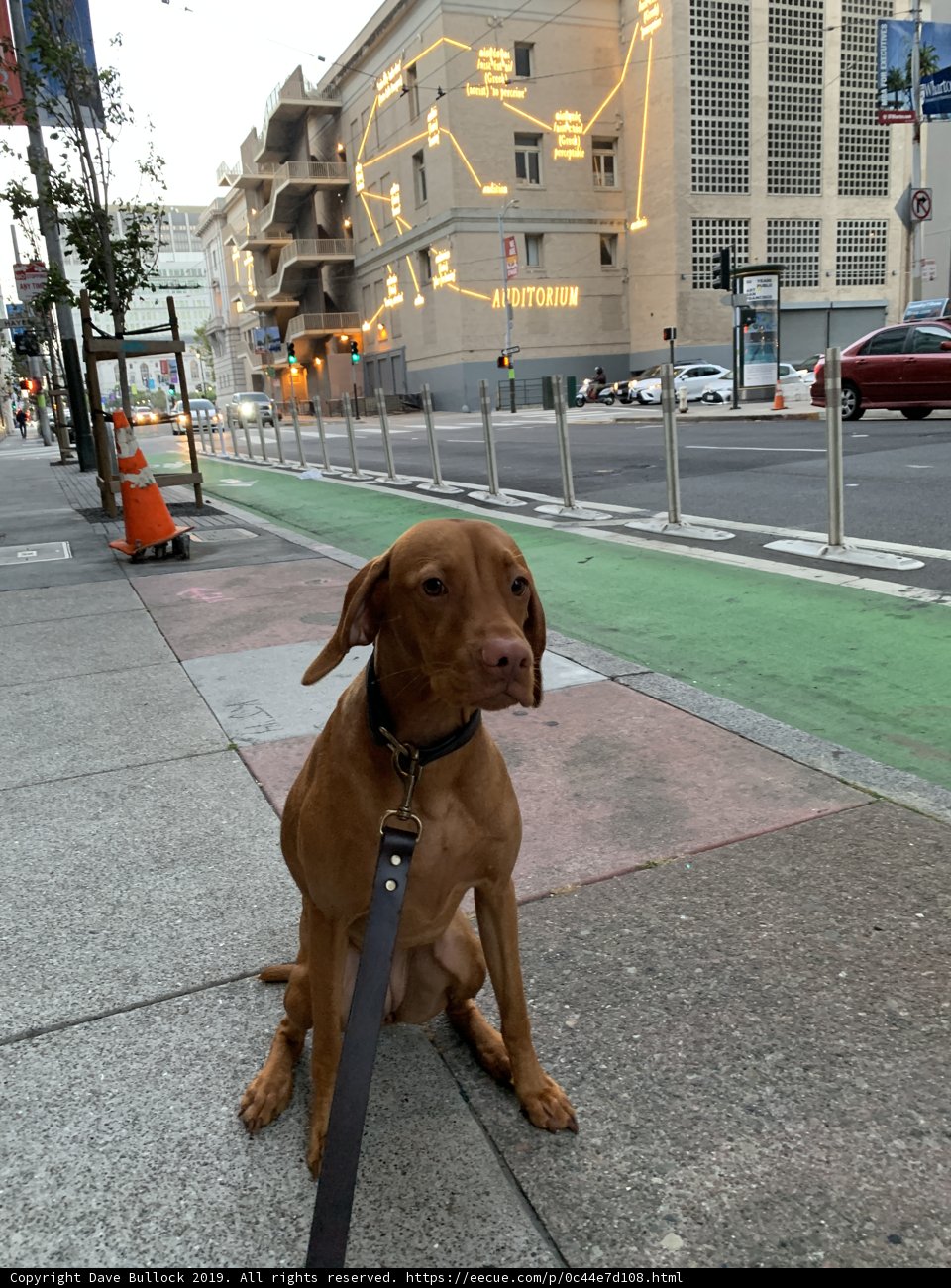 Sidewalk Companion